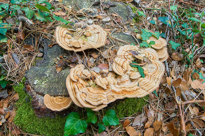 杂色Trametes versicolor蕈类:位于罗洛特附近的加泰罗尼亚森林